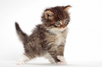 Picture of Brown Mackerel Tabby & White Maine Coon kitten, 1 month old