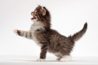 Picture of Brown Mackerel Tabby & White Maine Coon kitten, 1 month old, meowing