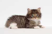 Picture of Brown Mackerel Tabby & White Maine Coon kitten, 1 month old, lying down