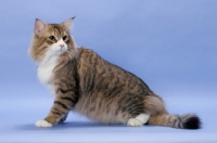 Picture of Brown Mackerel Tabby & White Norwegian Forest cat