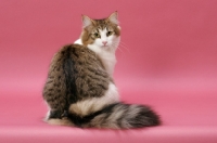 Picture of Brown Mackerel Tabby & White Norwegian Forest cat