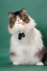 Picture of Brown Mackerel Tabby & White Persian