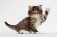 Picture of Brown Mackerel Tabby & White Maine Coon kitten, 1 month old, waving