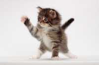 Picture of Brown Mackerel Tabby & White Maine Coon kitten, 1 month old