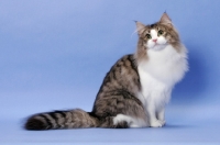 Picture of Brown Mackerel Tabby & White Norwegian Forest Cat
