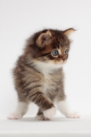 Picture of Brown Mackerel Tabby & White Maine Coon kitten, 1 month old