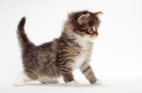 Picture of Brown Mackerel Tabby & White Maine Coon kitten, 1 month old