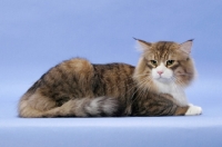Picture of Brown Mackerel Tabby & White Norwegian Forest cat