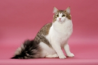 Picture of Brown Mackerel Tabby & White Norwegian Forest cat