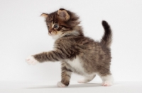 Picture of Brown Mackerel Tabby & White Maine Coon kitten, 1 month old