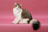 Picture of Brown Mackerel Tabby & White Norwegian Forest cat