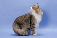 Picture of Brown Mackerel Tabby & White Norwegian Forest cat