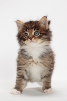 Picture of Brown Mackerel Tabby & White Maine Coon kitten, 1 month old, front view