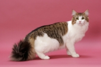 Picture of Brown Mackerel Tabby & White Norwegian Forest cat, standing