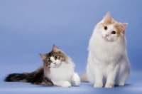 Picture of Brown Mackerel Tabby & White and Cream Mackerel Tabby & White Norwegian Forest Cats
