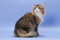 Picture of Brown Mackerel Tabby & White Norwegian Forest cat