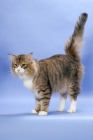 Picture of Brown Mackerel Tabby & White Norwegian Forest cat, tail up