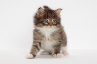 Picture of Brown Mackerel Tabby & White Maine Coon kitten, 1 month old