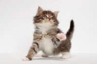 Picture of Brown Mackerel Tabby & White Maine Coon kitten, 1 month old, looking up