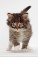 Picture of Brown Mackerel Tabby & White Maine Coon kitten, 1 month old, in studio