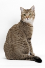 Picture of Brown Mackerel Tabby Cat, back view