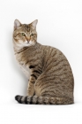 Picture of Brown Mackerel Tabby Cat, sitting down