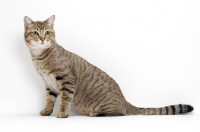 Picture of Brown Mackerel Tabby Cat, sitting