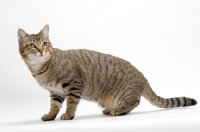 Picture of Brown Mackerel Tabby Cat, standing