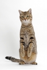 Picture of Brown Mackerel Tabby Cat, standing up
