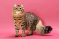 Picture of Brown Mackerel Tabby Norwegian Forest Cat on pink background