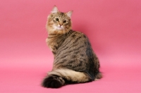 Picture of Brown Mackerel Tabby Norwegian Forest Cat
