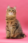 Picture of Brown Mackerel Tabby Norwegian Forest Cat
