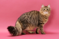 Picture of Brown Mackerel Tabby Norwegian Forest Cat
