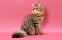 Picture of Brown Mackerel Tabby Norwegian Forest Cat
