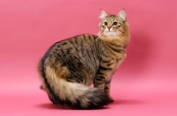 Picture of Brown Mackerel Tabby Norwegian Forest Cat
