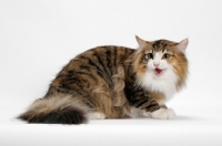 Picture of Brown Mackerel Torbie & White Norwegian Forest Cat, meowing