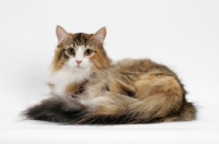 Picture of Brown Mackerel Torbie & White Norwegian Forest Cat, lying down