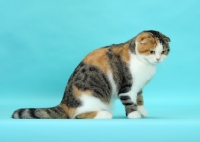 Picture of Brown Mackerel Torbie & White Scottish Fold cat looking down