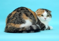 Picture of Brown Mackerel Torbie & White Scottish Fold cat lying down