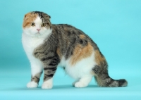Picture of Brown Mackerel Torbie & White Scottish Fold cat, standing on blue background