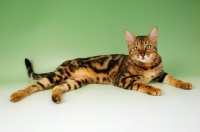 Picture of brown marble bengal, lying on green background