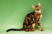 Picture of brown marble bengal