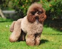 Picture of brown miniature Poodle on grass