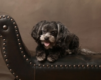 Picture of brown miniature poodle on leather couch