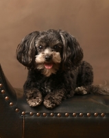 Picture of brown miniature poodle on leather couch