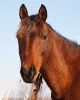 Picture of brown Morgan Horse portrait