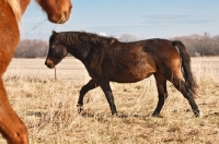 Picture of brown Morgan Horse, walking 