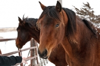 Picture of brown Morgan horses