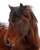 Picture of brown Morgan horse