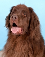 Picture of brown Newfoundland on light blue background
